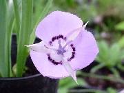 Calochortus uniflora